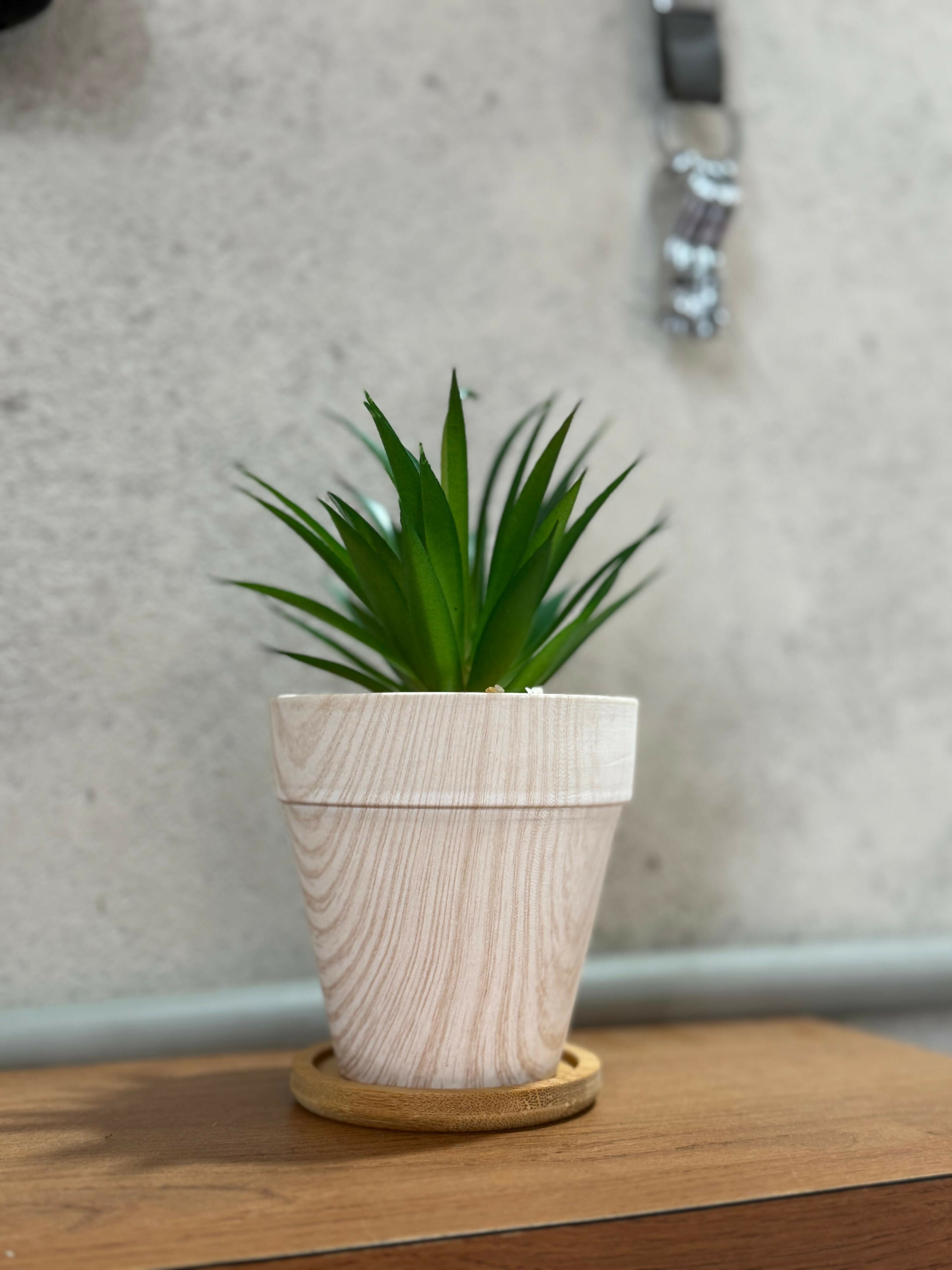 Artificial Aloe Vera Succulent Plant in Light Wooden Texture Pot with Bamboo Base – Faux Green Plant for Home, Office, Boho Decor, Desk & Shelf Styling