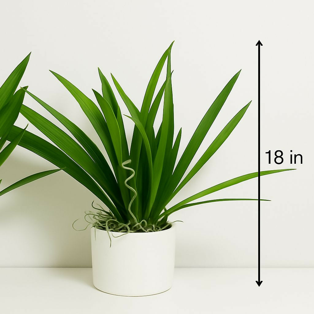 HOME DECOR Artificial Green Plant with Long Leaves in White Pot – Realistic Faux Indoor Plant for Home, Office, Tabletop & Corner Decor – Maintenance-Free Decorative Plant for Modern Interiors
